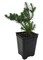 Mini Green Pogoda Crassula - Dependens Bolus- 2.5" Pot - Fairy Garden Plant